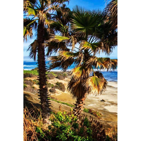 La Jolla Palms I White Modern Wood Framed Art Print by Hausenflock, Alan