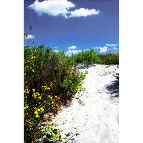 A Sandy Pathway I White Modern Wood Framed Art Print by Hausenflock, Alan