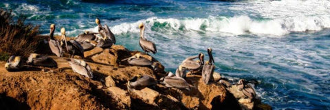 La Jolla Pelicans II Black Ornate Wood Framed Art Print with Double Matting by Hausenflock, Alan