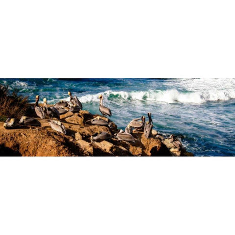 La Jolla Pelicans II Black Modern Wood Framed Art Print with Double Matting by Hausenflock, Alan