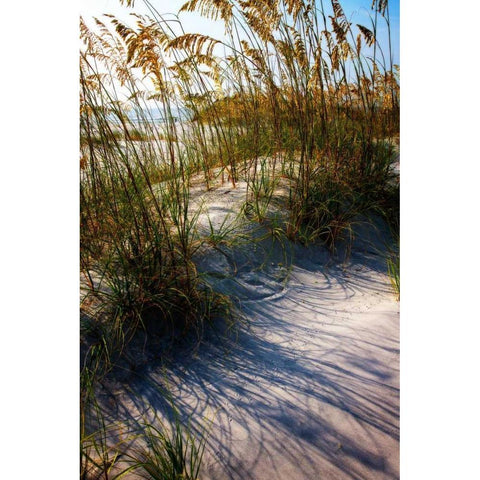 Sea Oats and Shadow I Gold Ornate Wood Framed Art Print with Double Matting by Hausenflock, Alan