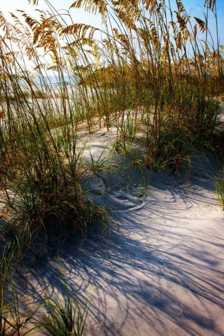 Sea Oats and Shadow I White Modern Wood Framed Art Print with Double Matting by Hausenflock, Alan