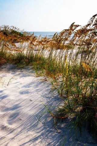 Sea Oats and Shadow II White Modern Wood Framed Art Print with Double Matting by Hausenflock, Alan