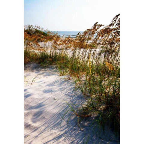 Sea Oats and Shadow II Black Modern Wood Framed Art Print by Hausenflock, Alan