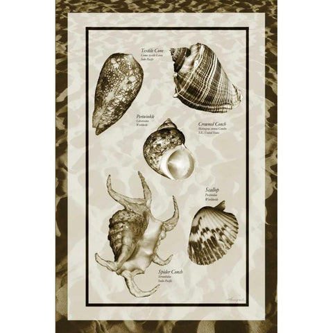 Sand and Shells I Black Modern Wood Framed Art Print with Double Matting by Hausenflock, Alan
