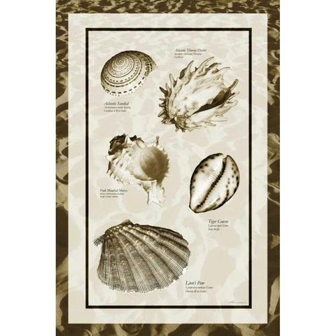 Sand and Shells II Black Modern Wood Framed Art Print with Double Matting by Hausenflock, Alan