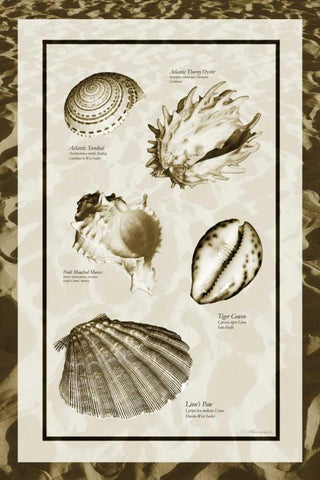 Sand and Shells II Black Ornate Wood Framed Art Print with Double Matting by Hausenflock, Alan