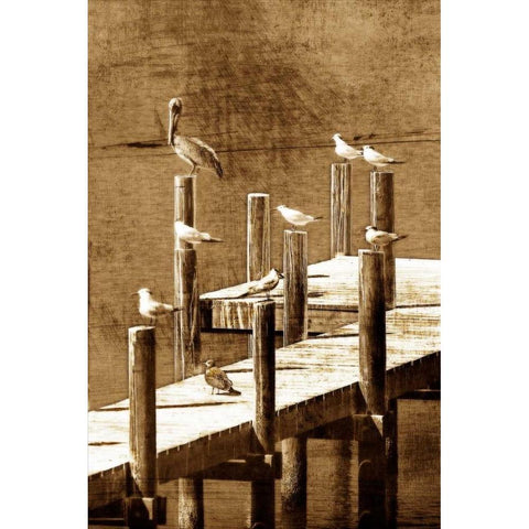 Sea Birds I White Modern Wood Framed Art Print by Hausenflock, Alan