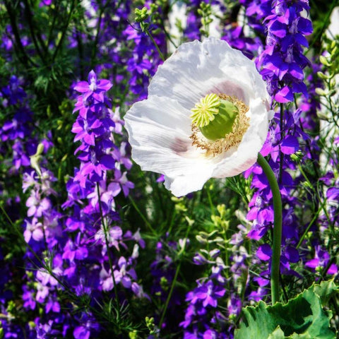 Single Poppy White Modern Wood Framed Art Print by Hausenflock, Alan