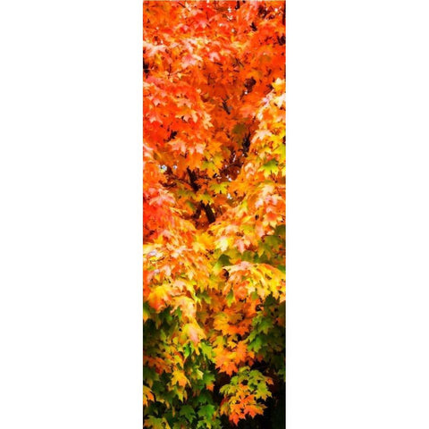 Autumn Maple I Black Modern Wood Framed Art Print with Double Matting by Hausenflock, Alan