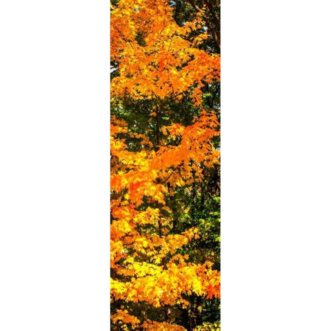 Autumn Maple II White Modern Wood Framed Art Print by Hausenflock, Alan