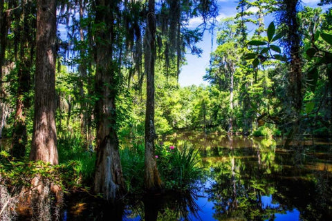 Cypress Pond II Black Ornate Wood Framed Art Print with Double Matting by Hausenflock, Alan