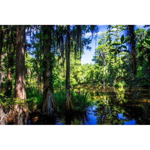 Cypress Pond II White Modern Wood Framed Art Print by Hausenflock, Alan