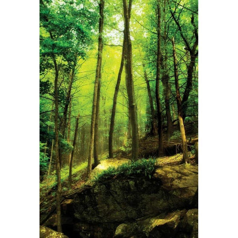 Deep Woods I White Modern Wood Framed Art Print by Hausenflock, Alan