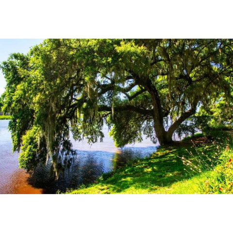 Ashley River Bank IV White Modern Wood Framed Art Print by Hausenflock, Alan