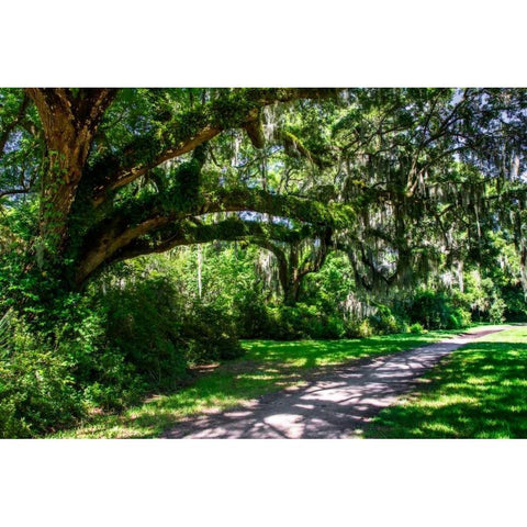 Plantation Walk Gold Ornate Wood Framed Art Print with Double Matting by Hausenflock, Alan