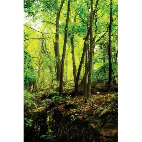 Deep Woods II White Modern Wood Framed Art Print by Hausenflock, Alan