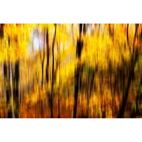 Autumn Impressions I Black Modern Wood Framed Art Print with Double Matting by Hausenflock, Alan