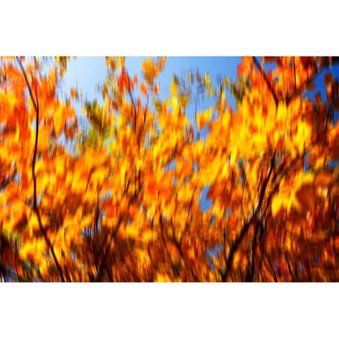 Autumn Impressions V Black Modern Wood Framed Art Print with Double Matting by Hausenflock, Alan