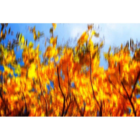 Autumn Impressions VI Black Modern Wood Framed Art Print with Double Matting by Hausenflock, Alan