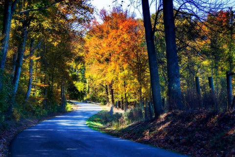 Twisting Autumn Road I Black Ornate Wood Framed Art Print with Double Matting by Hausenflock, Alan