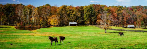 Virginia Horse Farm I Black Ornate Wood Framed Art Print with Double Matting by Hausenflock, Alan