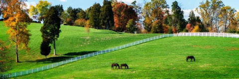 Virginia Horse Farm II Black Ornate Wood Framed Art Print with Double Matting by Hausenflock, Alan