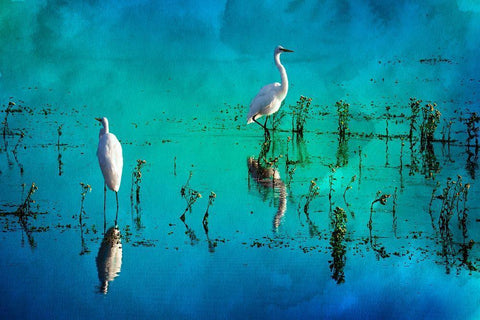 Wading Herons II White Modern Wood Framed Art Print with Double Matting by Hausenflock, Alan