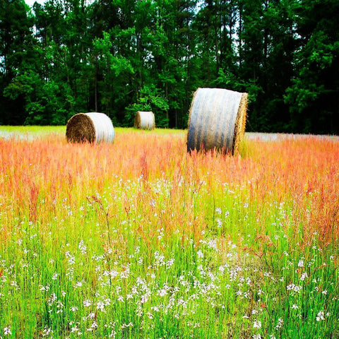 Spring Fields I Black Modern Wood Framed Art Print with Double Matting by Hausenflock, Alan