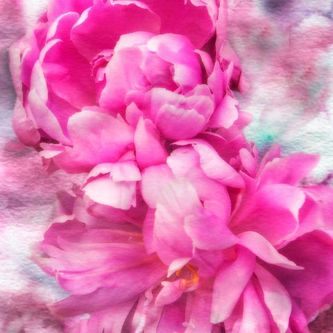 Pink Flowers II White Modern Wood Framed Art Print by Hausenflock, Alan