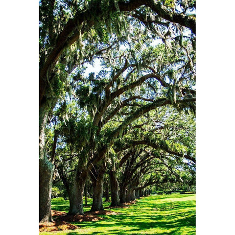 Avenue of Oaks I Black Modern Wood Framed Art Print with Double Matting by Hausenflock, Alan