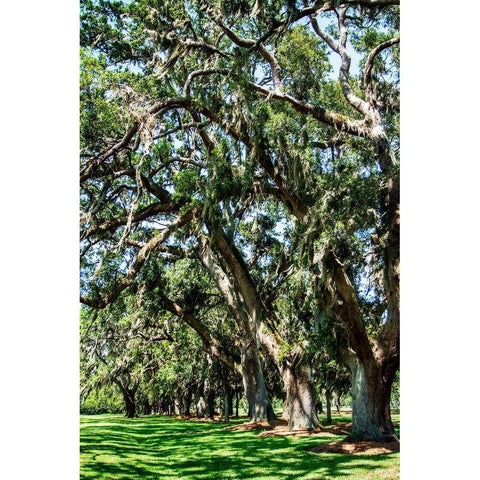 Avenue of Oaks II Black Modern Wood Framed Art Print with Double Matting by Hausenflock, Alan