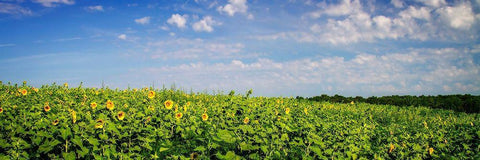 Sunflower Fields I White Modern Wood Framed Art Print with Double Matting by Hausenflock, Alan