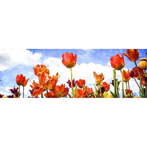 Tulips in the Sun I Black Modern Wood Framed Art Print with Double Matting by Hausenflock, Alan