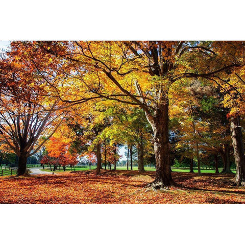 Autumn on the Plantation I Black Modern Wood Framed Art Print with Double Matting by Hausenflock, Alan