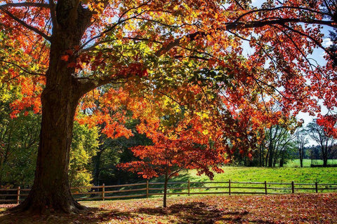 Autumn on the Plantation II White Modern Wood Framed Art Print with Double Matting by Hausenflock, Alan