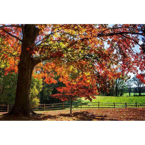 Autumn on the Plantation II Black Modern Wood Framed Art Print with Double Matting by Hausenflock, Alan