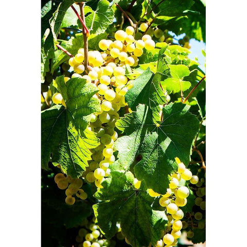 Sunny Vineyard II White Modern Wood Framed Art Print by Hausenflock, Alan