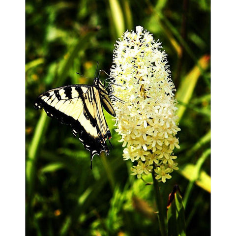 Yellow Butterfly White Modern Wood Framed Art Print by Hausenflock, Alan