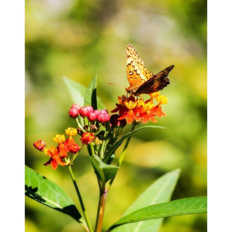 Orange Butterfly Black Modern Wood Framed Art Print by Hausenflock, Alan