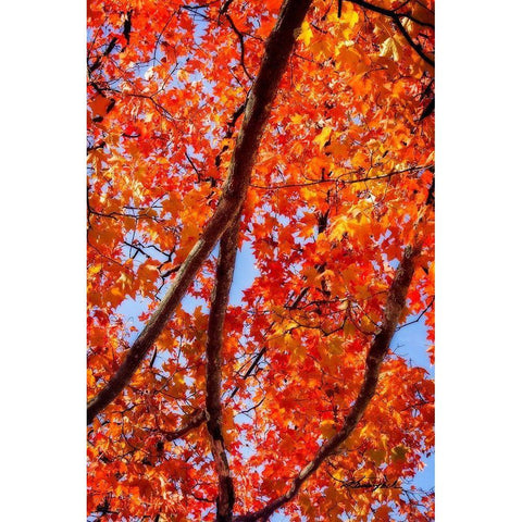 Autumn Glory I White Modern Wood Framed Art Print by Hausenflock, Alan