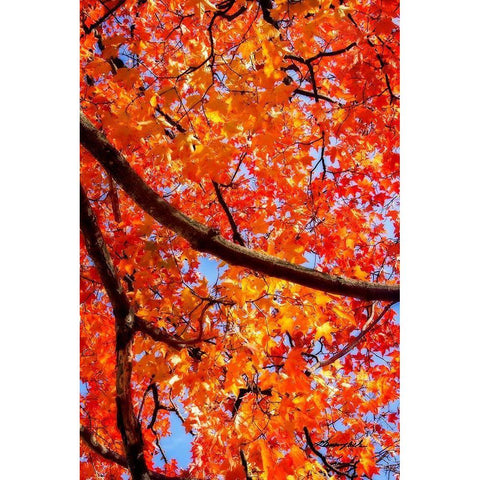 Autumn Glory II White Modern Wood Framed Art Print by Hausenflock, Alan