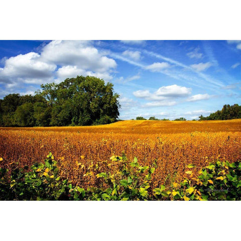 Soybean Harvest Black Modern Wood Framed Art Print by Hausenflock, Alan