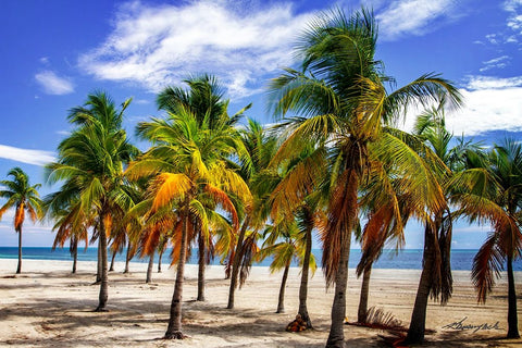 Palms on the Beach I Black Ornate Wood Framed Art Print with Double Matting by Hausenflock, Alan