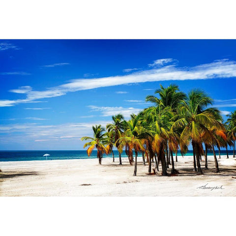 Palms on the Beach IV Black Modern Wood Framed Art Print with Double Matting by Hausenflock, Alan