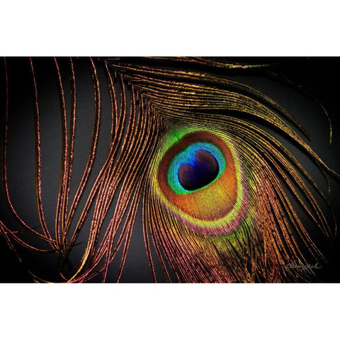 Peacock Feather I Black Modern Wood Framed Art Print with Double Matting by Hausenflock, Alan