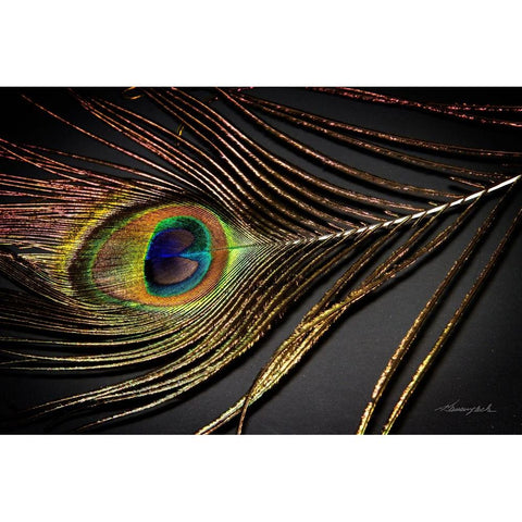 Peacock Feather II White Modern Wood Framed Art Print by Hausenflock, Alan