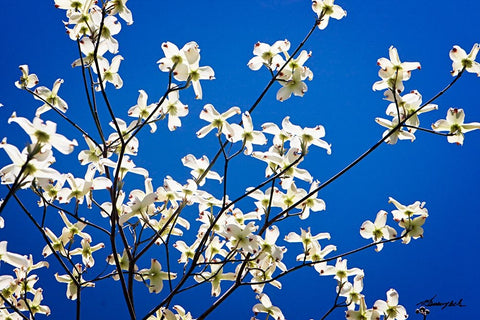 Dogwood on Blue I Black Ornate Wood Framed Art Print with Double Matting by Hausenflock, Alan