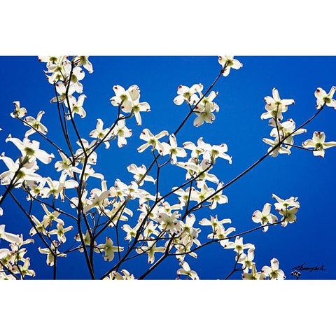 Dogwood on Blue I Gold Ornate Wood Framed Art Print with Double Matting by Hausenflock, Alan