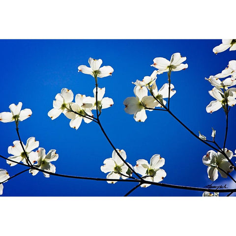 Dogwood on Blue II White Modern Wood Framed Art Print by Hausenflock, Alan